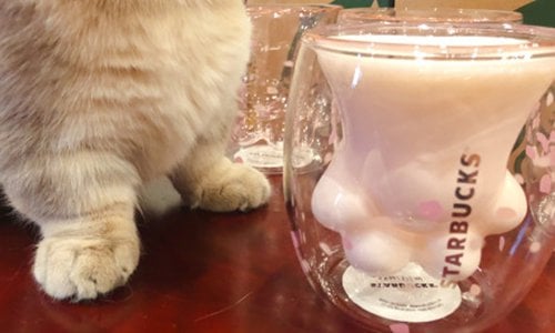 Starbucks Cat Paw Cup Sold In China Is Pawfect For Your Morning Kopi